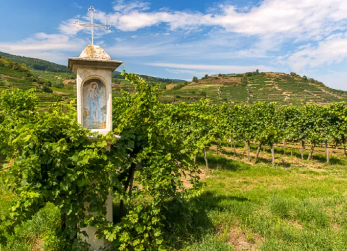 Weinanbau in der Wachau